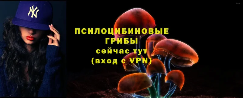 купить   Краснозаводск  Псилоцибиновые грибы MAGIC MUSHROOMS 